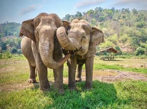Pro dan Kontra: Saat Gajah Asia Kuburkan Bangkai Anaknya Pro dan Kontra: Saat Gajah Asia Kuburkan Bangkai Anaknya
