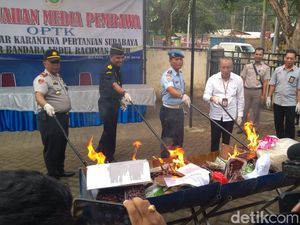 83 Paket Benih Tanaman Ilegal Asal 9 Negara Dimusnahkan