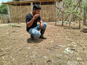 2 Domba Warga Ponorogo Mati dengan Perut Leher Terkoyak, Perbuatan Siapa?