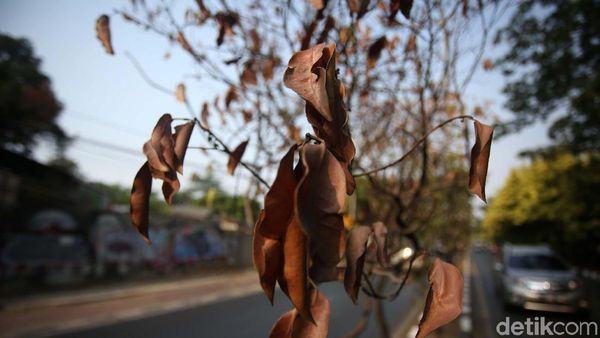 Kasihan! Pohon di Jalan Kolonel Sugiono Mengering