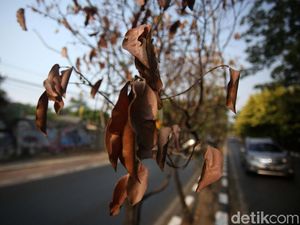 Kasihan! Pohon di Jalan Kolonel Sugiono Mengering