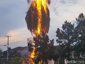 Cetar! Pohon Kelapa Dekat Kampus USU Terbakar Disambar Petir