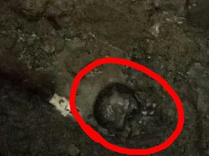 Penampakan Tengkorak Misterius yang Ditemukan di Eks Warnet Indramayu
