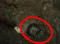 Penampakan Tengkorak Misterius yang Ditemukan di Eks Warnet Indramayu