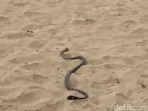 Bikin Kaget! Seekor Ular Jalan-jalan di Pantai Kuta