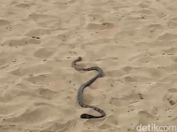 Bikin Kaget! Seekor Ular Jalan-jalan di Pantai Kuta
