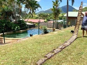 Warga Australia Temukan Kulit Ular Sanca Batik 7 Meter di Lingkungan Rumahnya