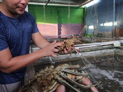 Penampakan Lobster Segar dari Penampungan Binaan BNI