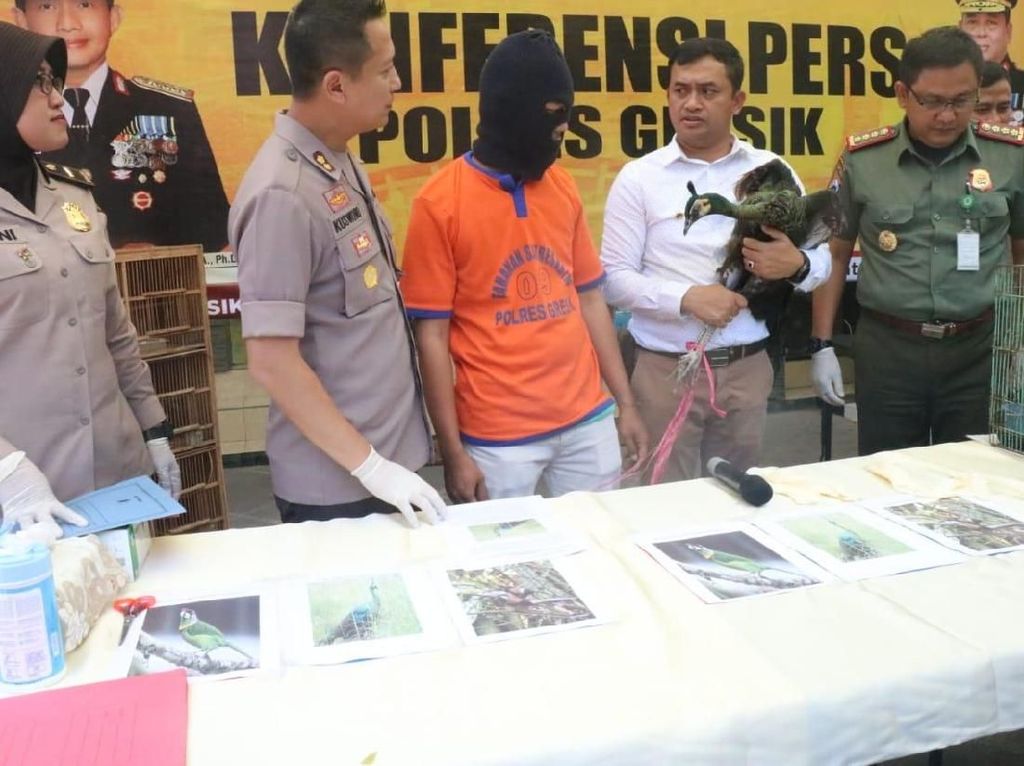 Polisi Gresik Bongkar Praktik Jual Beli Satwa Dilindungi Polisi Gresik Bongkar Praktik Jual Beli Satwa Dilindungi