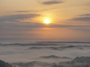 Hutan di pagi hari Hutan di pagi hari