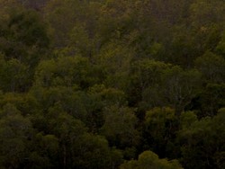 Matahari dengan pohon