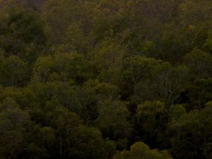 Matahari dengan pohon Matahari dengan pohon
