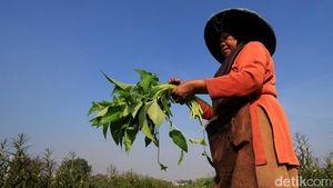 Panen Kangkung di Desa Pesawahan Kabupaten Bandung Menurun
