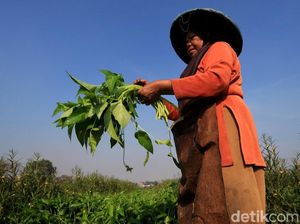 Panen Kangkung di Desa Pesawahan Kabupaten Bandung Menurun