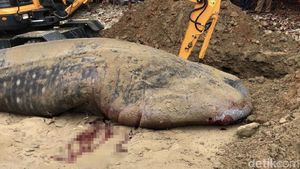 Potret Penguburan Hiu Paus yang Terdampar di Pesisir Selatan