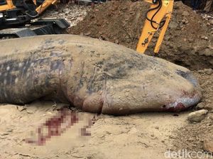 Potret Penguburan Hiu Paus yang Terdampar di Pesisir Selatan