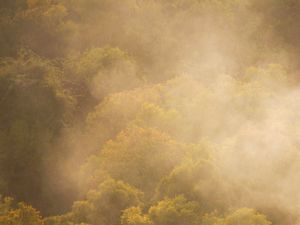 Kabut dan pohon Kabut dan pohon