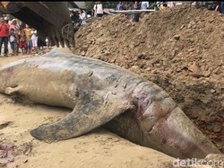 Hiu Paus yang Terdampar di Pesisir Selatan Dikuburkan, Begini Prosesnya