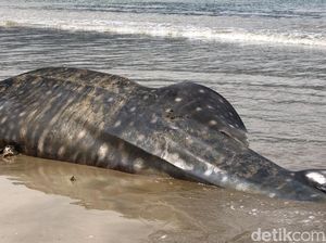 Potret Hiu Paus Tutul yang Terdampar di Perairan Pesisir Selatan