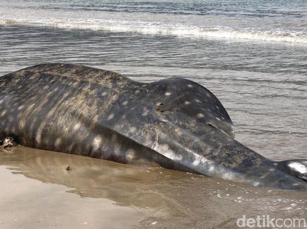 Potret Hiu Paus Tutul yang Terdampar di Perairan Pesisir Selatan