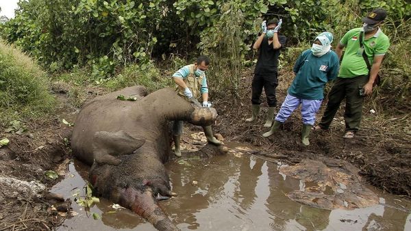 Petugas Lakukan Nekropsi Bangkai Gajah Liar di Riau