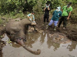 Petugas Lakukan Nekropsi Bangkai Gajah Liar di Riau