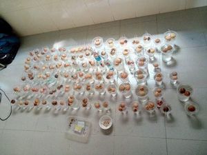 Koleksi Kotak Pizza hingga Biji Alpukat, Ini 5 Koleksi Unik Seputar Makanan Koleksi Kotak Pizza hingga Biji Alpukat, Ini 5 Koleksi Unik Seputar Makanan