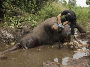 700 Gajah Sumatera Mati karena Diburu-Diracun dalam 10 Tahun Terakhir