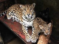 Sambut World Animal Day, Taman Safari Bogor Punya Anggota Satwa Baru