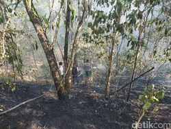 Ada Kebakaran Hutan, Jalur Pendakian Gunung Tambora Masih Aman
