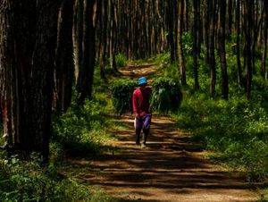 Hutan mu, Hutan ku Hutan mu, Hutan ku