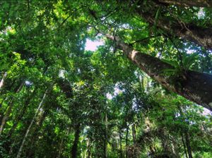 Hijaunya hutanku Hijaunya hutanku