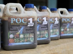 Buat Hasil Tanam Maksimal, Ini Cara Buat Pupuk dari Urine Kambing