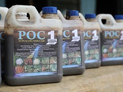 Buat Hasil Tanam Maksimal, Ini Cara Buat Pupuk dari Urine Kambing