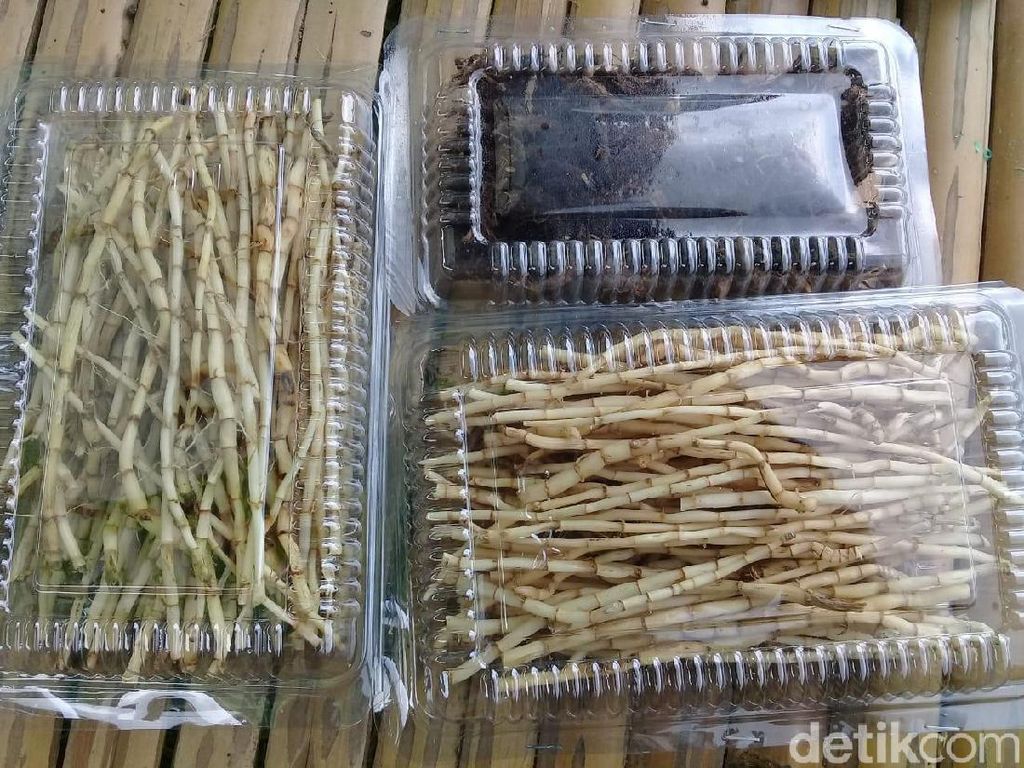 Warga Sidoarjo Raup Rp 5 Juta/Bulan dengan Kumpulkan Rumput untuk Obat Warga Sidoarjo Raup Rp 5 Juta/Bulan dengan Kumpulkan Rumput untuk Obat