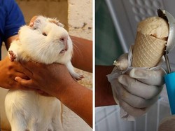 Berani Cicip? Ini Es Krim Rasa Daging Tikus Belanda yang Hits