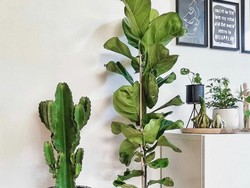 20 Tanaman Hias Indoor yang Populer dan Mudah Dirawat (Bagian 1)