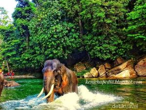 Penat? Yuk Intip yang Hijau dan Segar di Sini