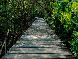 pesona hutan mangrove