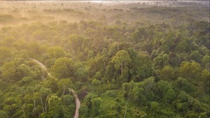 22 Ribu Warga Direlokasi demi Pemulihan TN Tesso Nilo