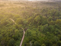 Mengembalikan Hutan Tesso Nilo sebagai Rumah Gajah