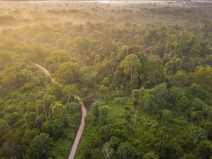 Ranger Diranjau Saat Robohkan Pondok Perambah Hutan di TN Tesso Nilo Ranger Diranjau Saat Robohkan Pondok Perambah Hutan di TN Tesso Nilo