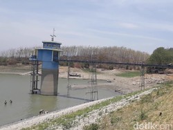 Dampak Kemarau, Pasokan Air dari 3 Sumber Irigasi Brebes Disetop