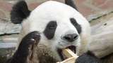 Panda Chuang Chuang Mati Mendadak di Thailand, Diduga Gagal Jantung Panda Chuang Chuang Mati Mendadak di Thailand, Diduga Gagal Jantung