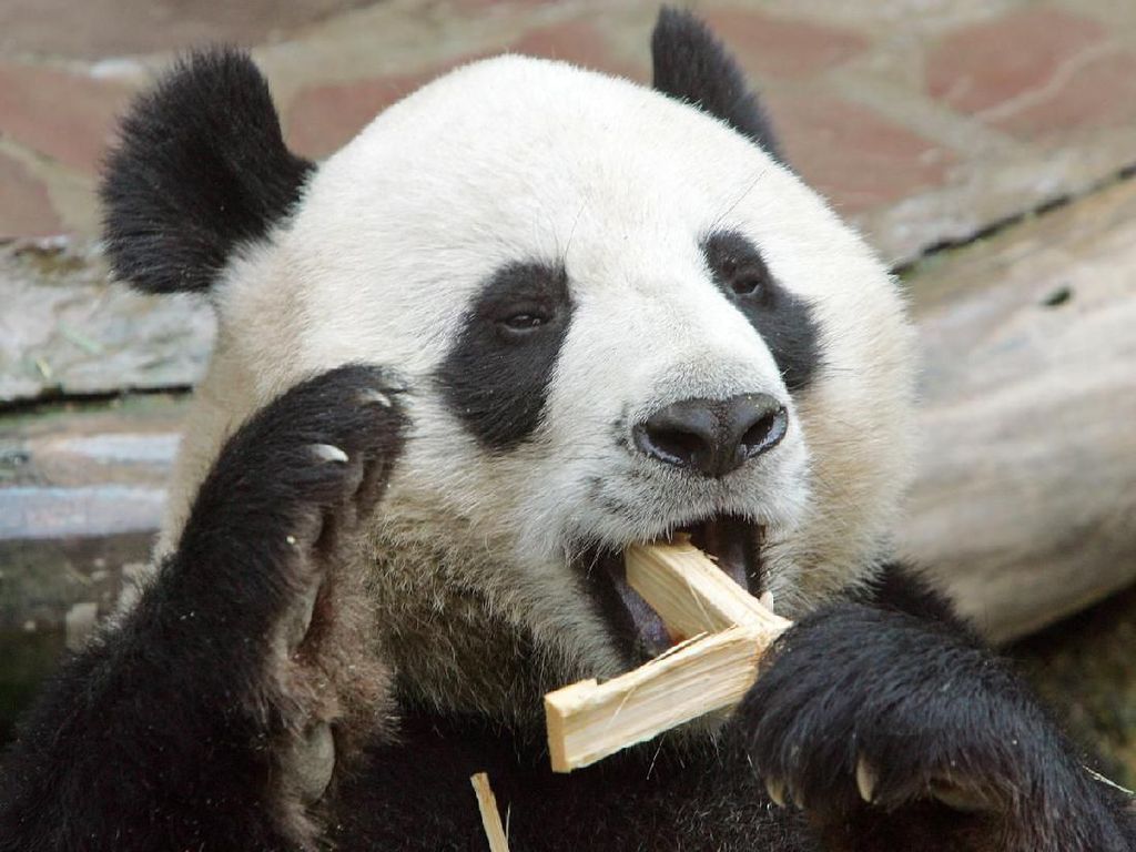 Panda Chuang Chuang Mati Mendadak di Thailand, Diduga Gagal Jantung Panda Chuang Chuang Mati Mendadak di Thailand, Diduga Gagal Jantung