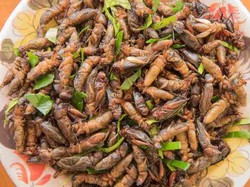 Kriuk Renyah, 5 Serangga Jadi Camilan Ndeso yang Enak