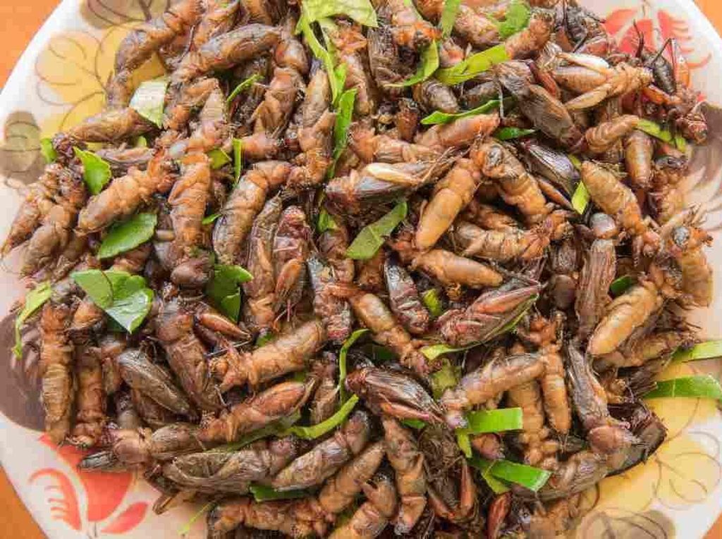 Kriuk Renyah, 5 Serangga Jadi Camilan Ndeso yang Enak Kriuk Renyah, 5 Serangga Jadi Camilan Ndeso yang Enak