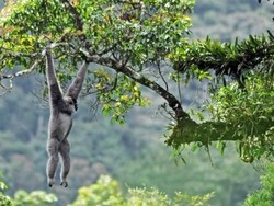 Melihat Primata yang Terancam Punah di Gunung Gede