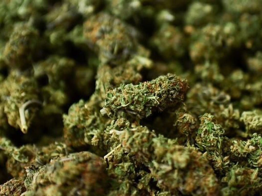 Kata Peneliti Soal Tantangan Riset Ganja Medis di Indonesia Kata Peneliti Soal Tantangan Riset Ganja Medis di Indonesia