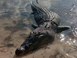 Dua Buaya Raksasa Dibunuh Polisi, Isi Perutnya Mengerikan